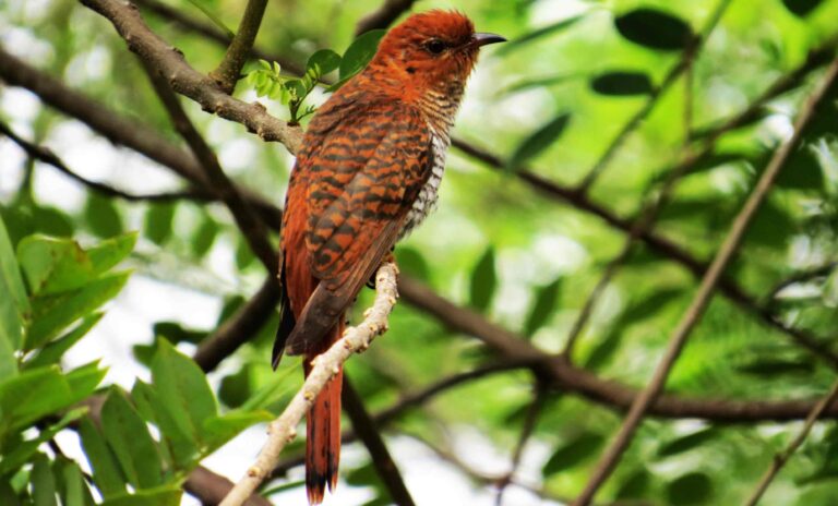 Exploring the Natural Beauty: Kalamatiyawa Bird Sanctuary and its Tranquil Charms