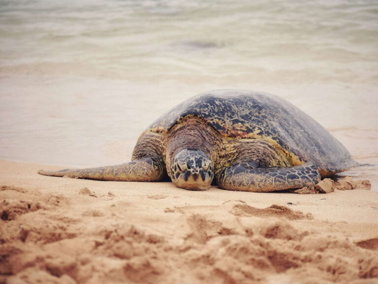 Turtle Watching in Rekawa, Tangalle: A Mesmerizing Encounter with Ancient Wonders