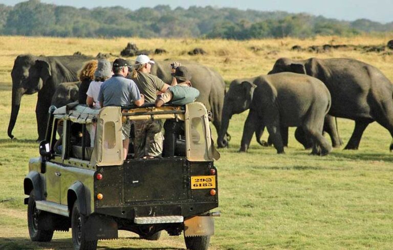 Yala National Park: A Wildlife Safari Adventure Near Tangalle