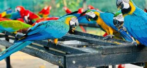 Exploring Hambantota Bird Park: A Avian Sanctuary in Sri Lanka’s Southern Landscape