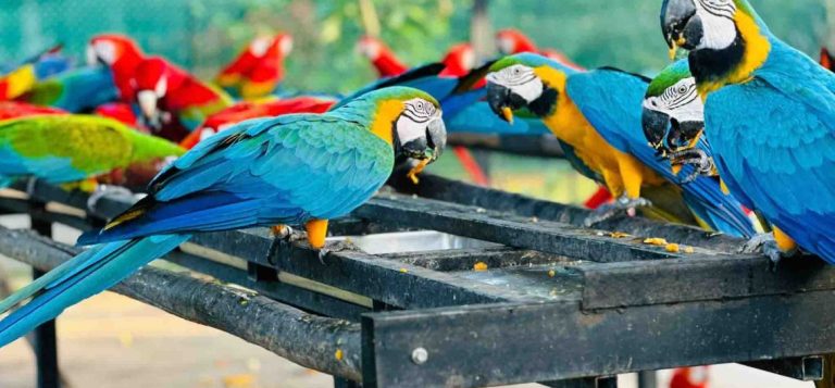 Exploring Hambantota Bird Park: A Avian Sanctuary in Sri Lanka’s Southern Landscape