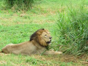 Ridiyagama Lion Safari: A Wild Adventure in Sri Lanka’s Southern Gem