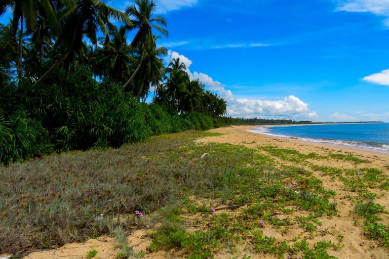 Kalametiya Beach: A Biodiverse Haven Surrounded by Lagoon and Mangroves